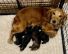Cocker Spaniel (Show)