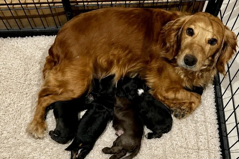 Cocker Spaniel (Show)
