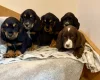 Cocker Spaniel (Show)