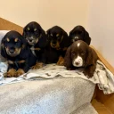 Cocker Spaniel (Show)