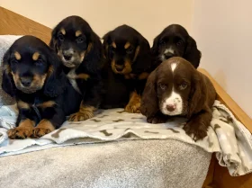 Cocker Spaniel (Show)