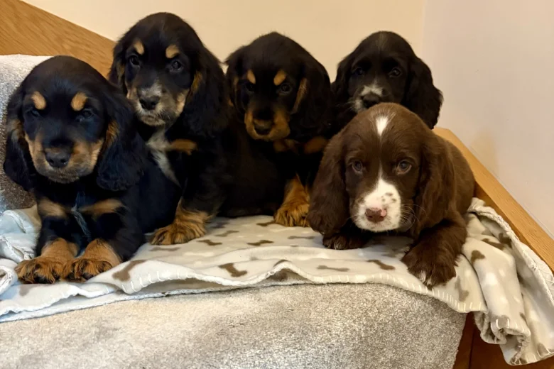 Cocker Spaniel (Show)