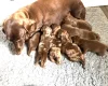 Dachshund (Smooth Haired)
