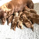 Dachshund (Smooth Haired)