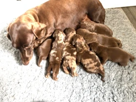 Dachshund (Smooth Haired)