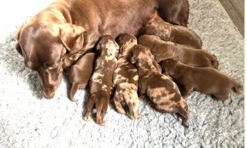 Dachshund (Smooth Haired)