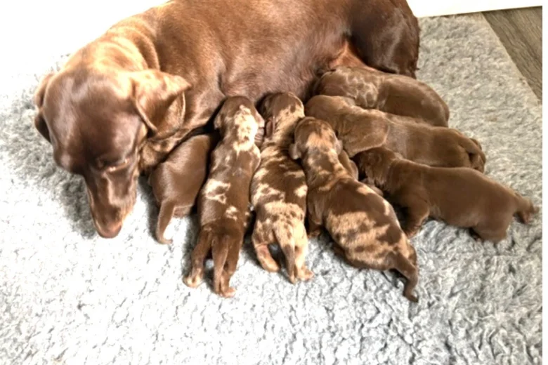 Dachshund (Smooth Haired)