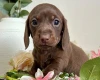 Dachshund (Smooth Haired)