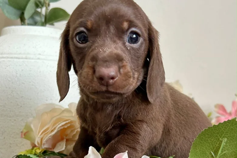 Dachshund (Smooth Haired)