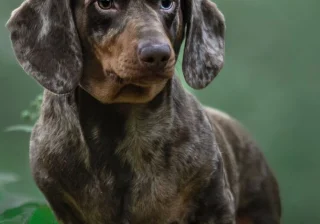 Stud