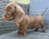 Dachshund (Smooth Haired)