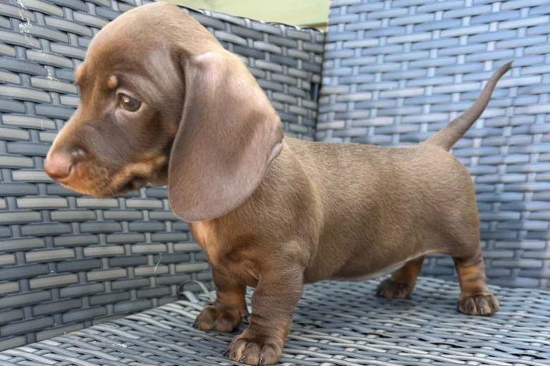 Dachshund (Smooth Haired)