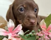 Dachshund (Smooth Haired)
