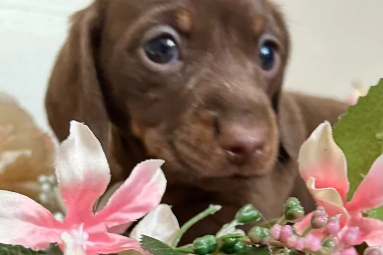 Dachshund (Smooth Haired)
