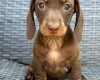 Dachshund (Smooth Haired)