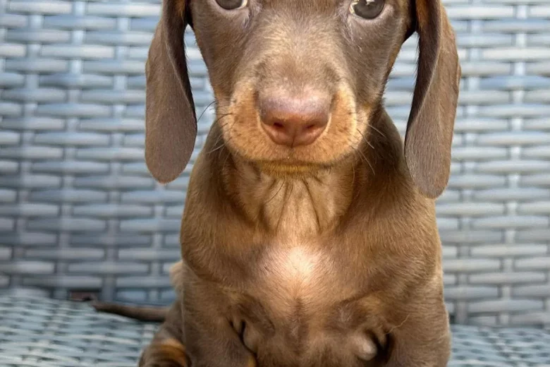 Dachshund (Smooth Haired)