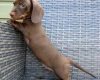 Dachshund (Smooth Haired)