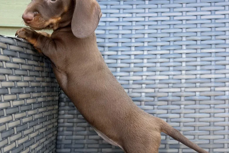 Dachshund (Smooth Haired)