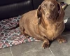 Dachshund (Smooth Haired)