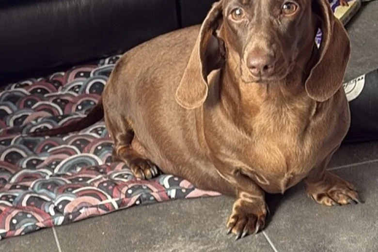 Dachshund (Smooth Haired)