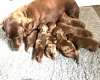 Dachshund (Smooth Haired)