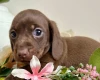 Dachshund (Smooth Haired)