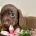 Dachshund (Smooth Haired)