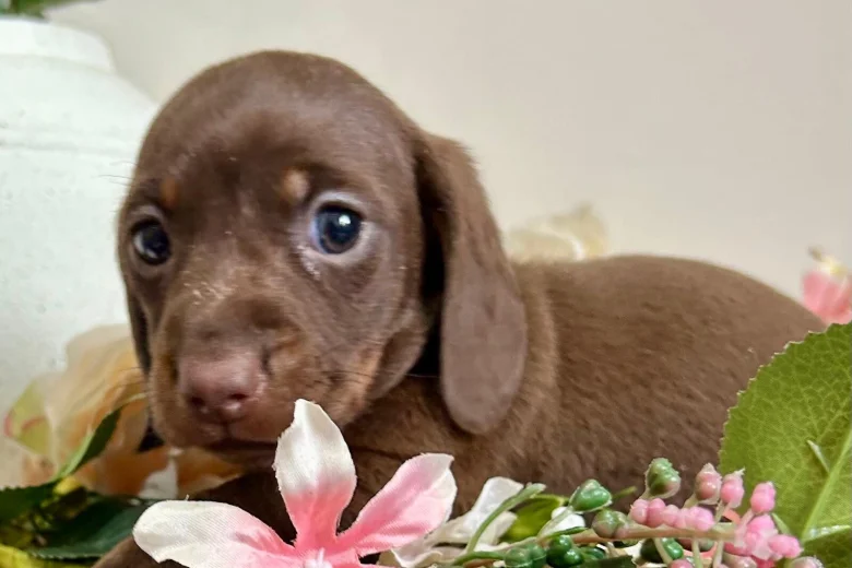 Dachshund (Smooth Haired)