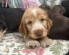 Cocker Spaniel (Show)