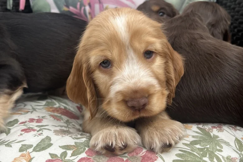 Cocker Spaniel (Show)