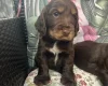 Cocker Spaniel (Show)
