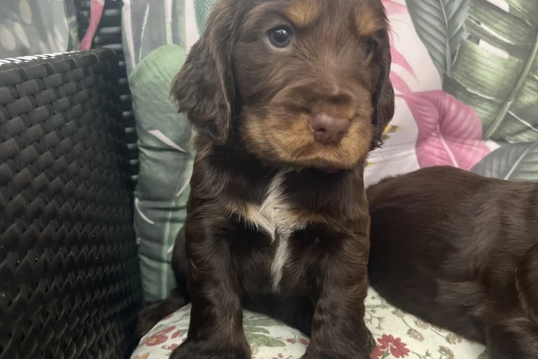 Cocker Spaniel (Show)