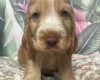 Cocker Spaniel (Show)