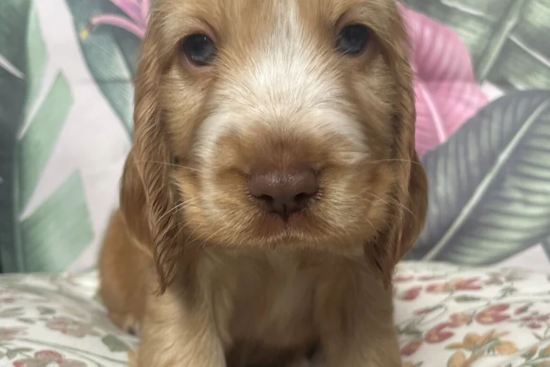 Cocker Spaniel (Show)
