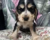 Cocker Spaniel (Show)