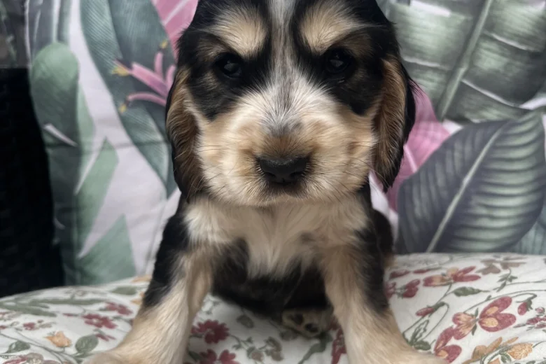 Cocker Spaniel (Show)