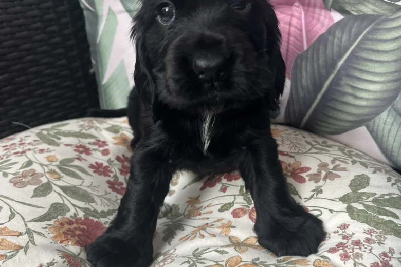 Cocker Spaniel (Show)