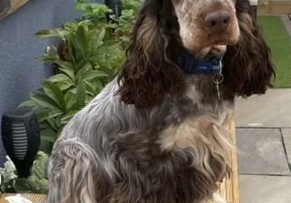 Stud