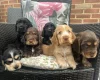 Cocker Spaniel (Show)
