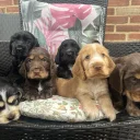 Cocker Spaniel (Show)