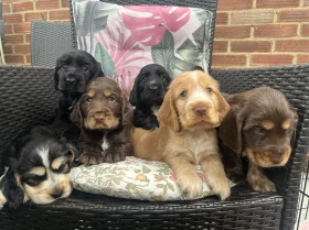 Cocker Spaniel (Show)