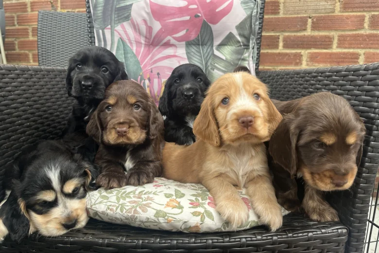 Cocker Spaniel (Show)