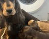Cocker Spaniel (Show)