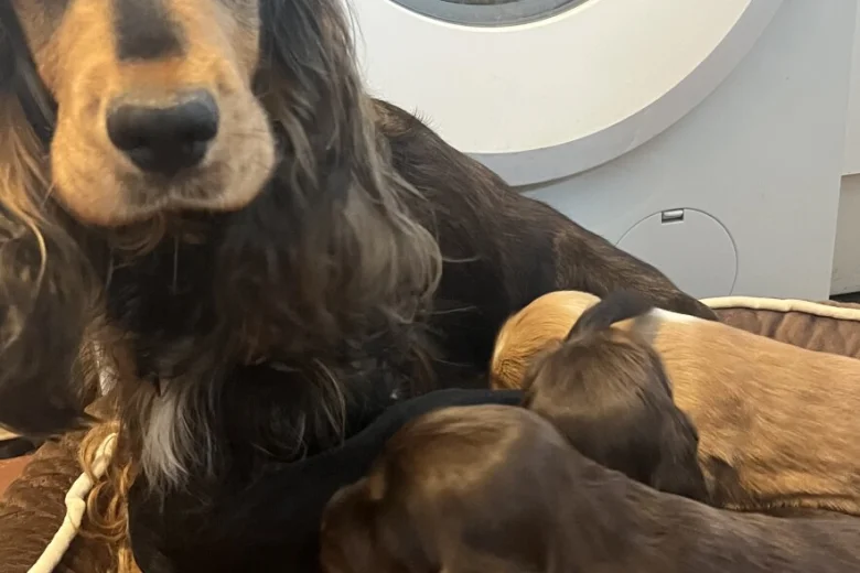 Cocker Spaniel (Show)