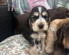 Cocker Spaniel (Show)