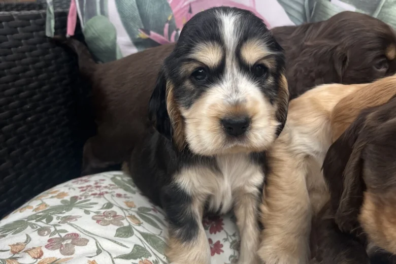 Cocker Spaniel (Show)