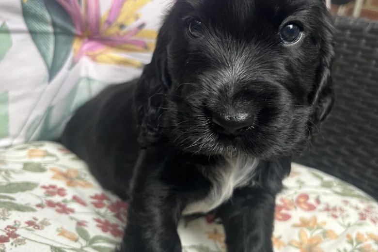 Cocker Spaniel (Show)