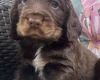 Cocker Spaniel (Show)