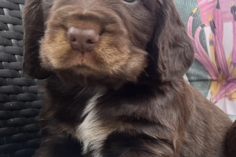 Cocker Spaniel (Show)