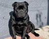 Staffordshire Bull Terrier